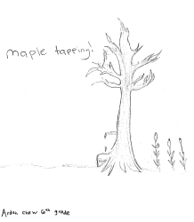 drawing of a maple tree tapped for sap