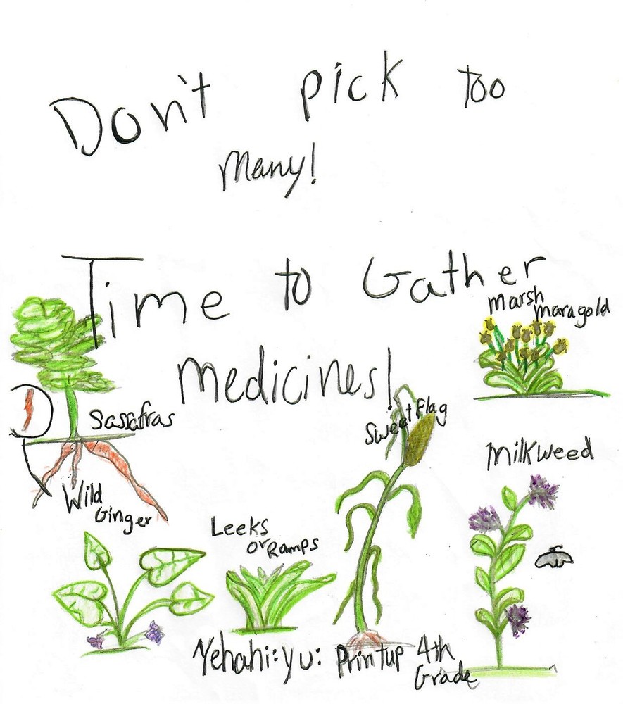 Student drawing of medicine plants, sassafras, wild ginger, leeks, milkweed, and marsh marigold.