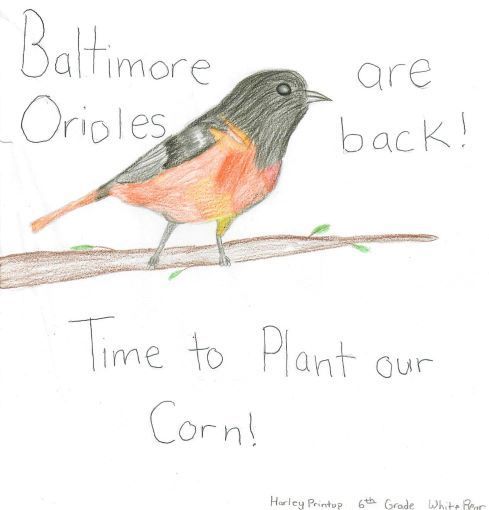 Student drawing of a Baltimore Oriole bird.